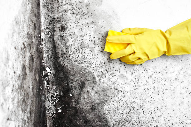 Mold Removal Process in New Castle, PA