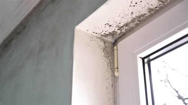 Best Mold Removal Near Me  in New Castle, PA