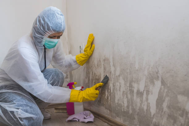 Best Certified Mold Removal  in New Castle, PA