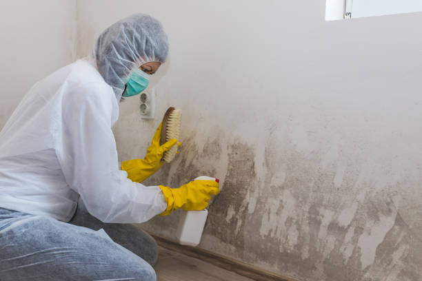 Best Toxic Mold Removal  in New Castle, PA