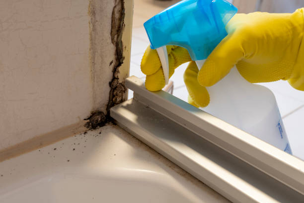 Best Local Mold Removal Service  in New Castle, PA