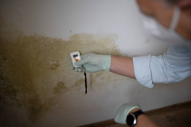 Best Black Mold Removal  in New Castle, PA
