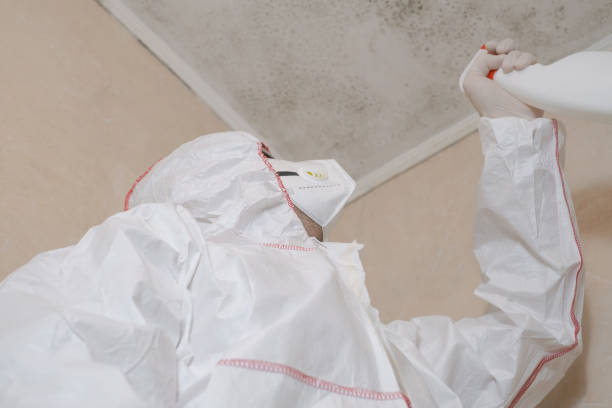 Home Mold Removal in New Castle, PA