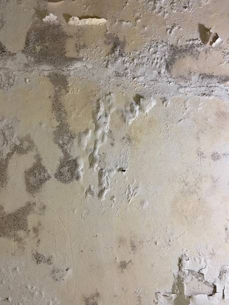 Professional Mold Removal in New Castle, PA