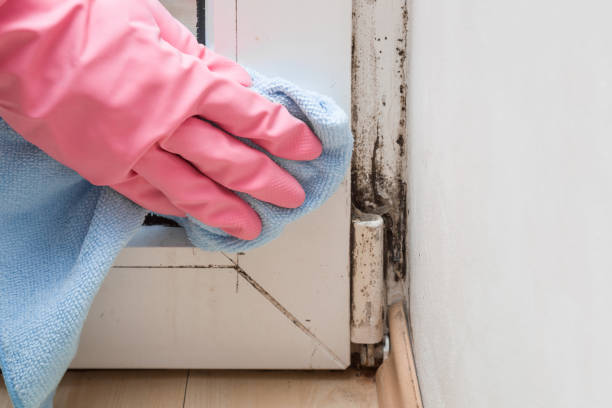 Mold Removal Process in New Castle, PA