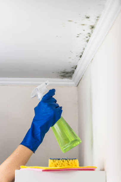 Best Home Mold Removal  in New Castle, PA